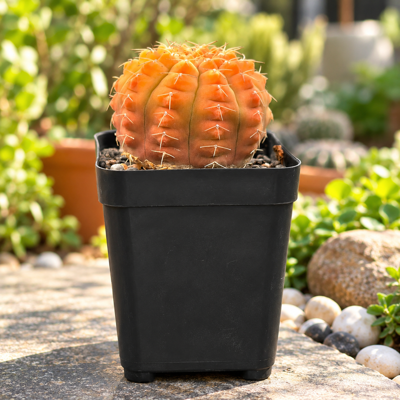 Gymnocalycium triacanthum Revert