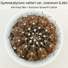 Gymnocalycium vatteri var. cinereum G.661