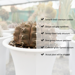 Gymnocalycium vatteri var. cinereum G.661