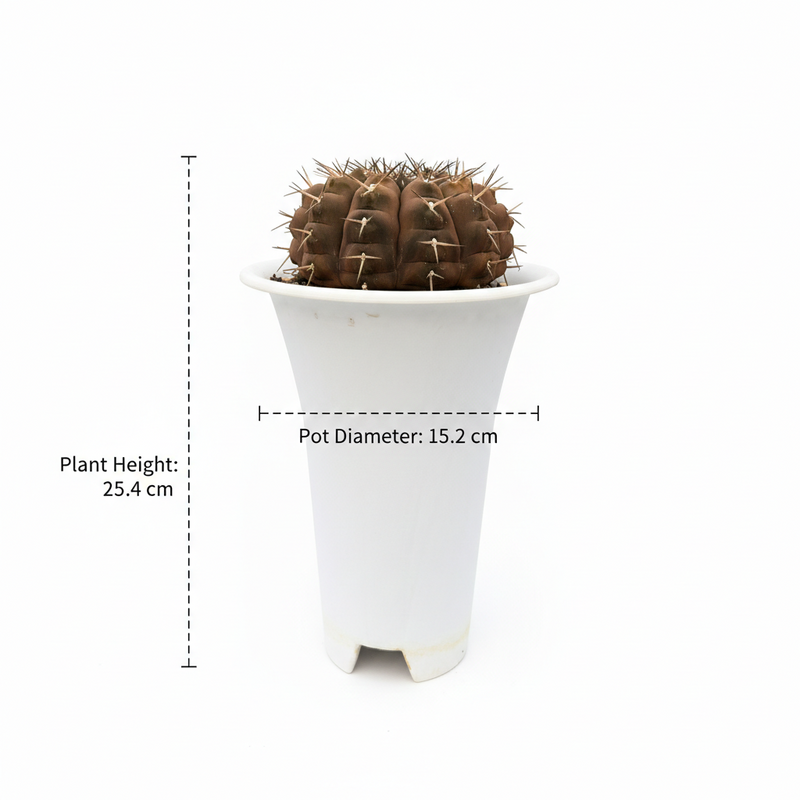 Gymnocalycium vatteri var. cinereum G.661