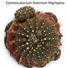 Gymnocalycium Asterium f. Nigrispina