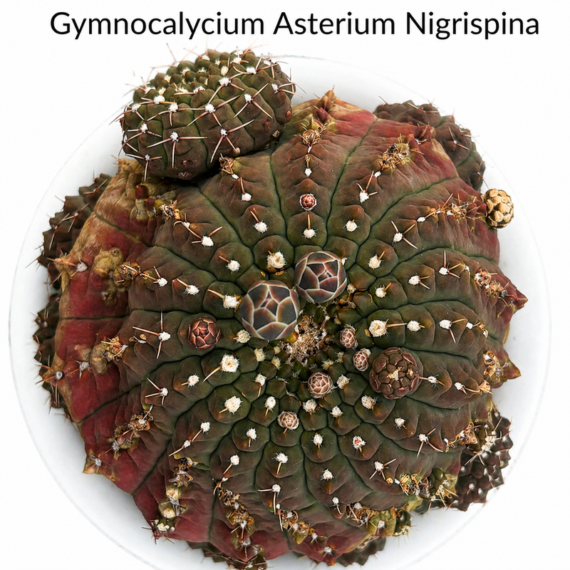 Gymnocalycium Asterium f. Nigrispina