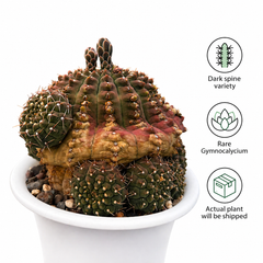 Gymnocalycium Asterium f. Nigrispina