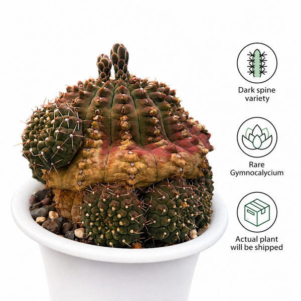 Gymnocalycium Asterium f. Nigrispina