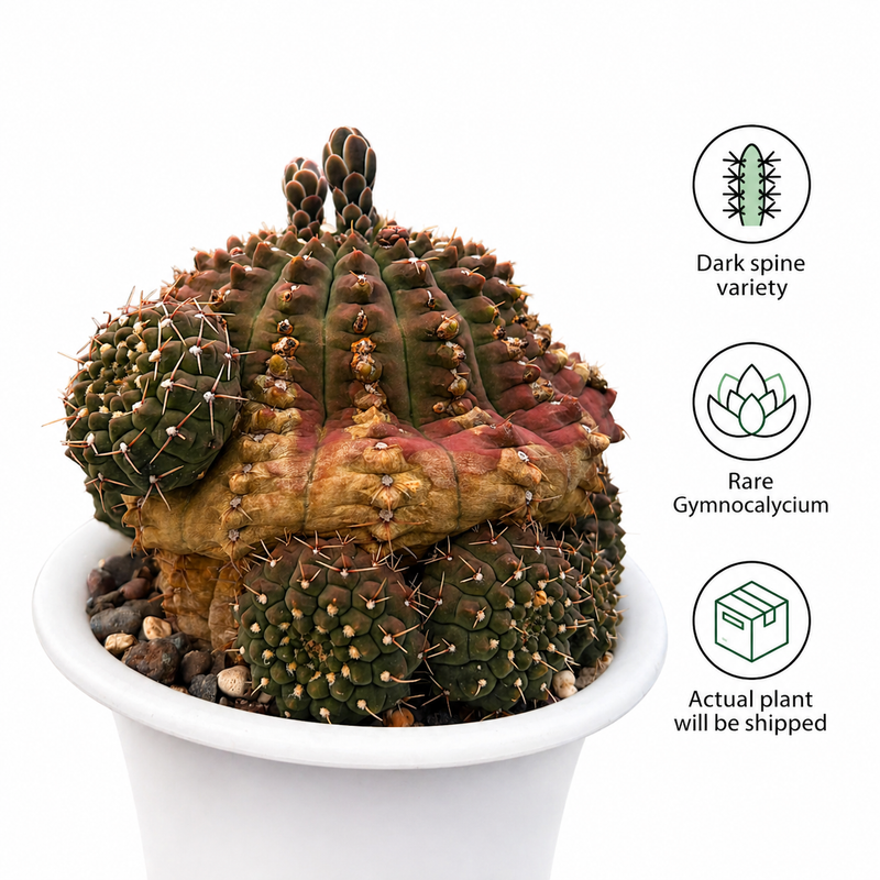 Gymnocalycium Asterium f. Nigrispina