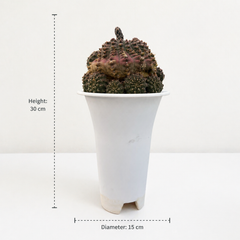 Gymnocalycium Asterium f. Nigrispina