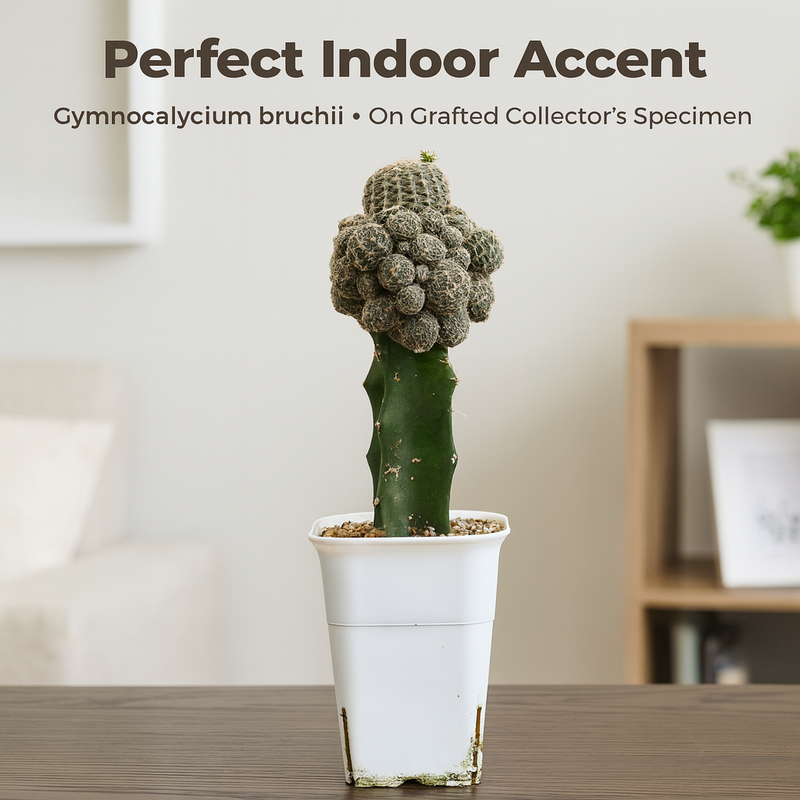 Gymnocalycium bruchii