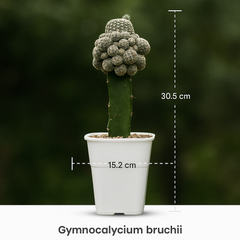Gymnocalycium bruchii