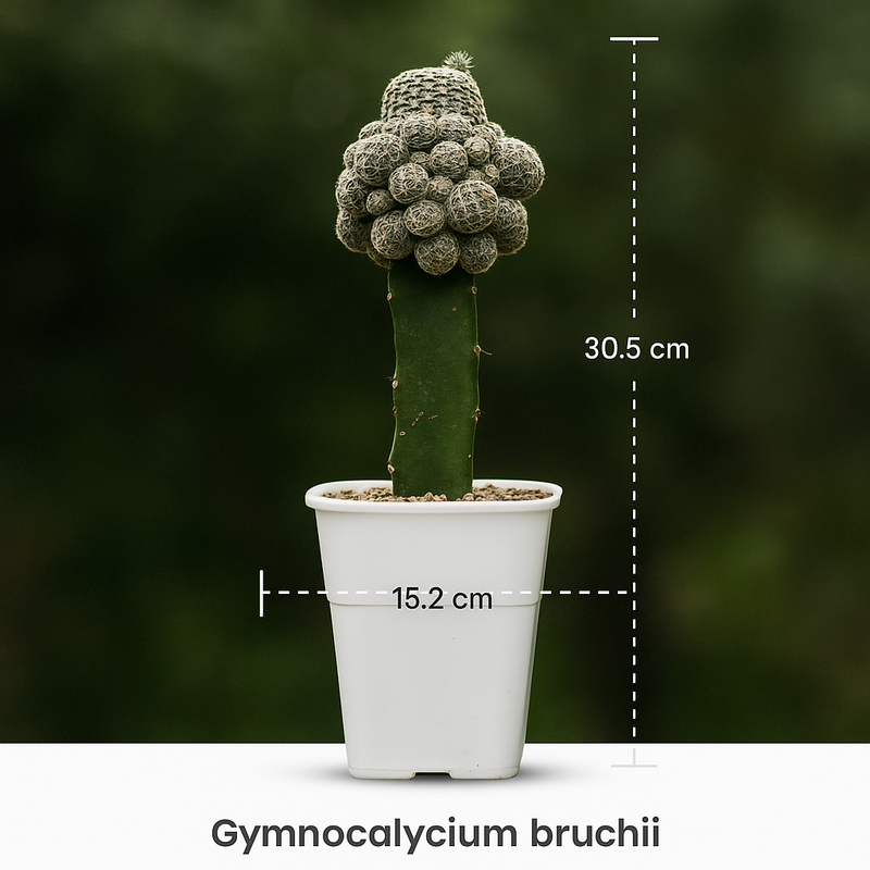 Gymnocalycium bruchii