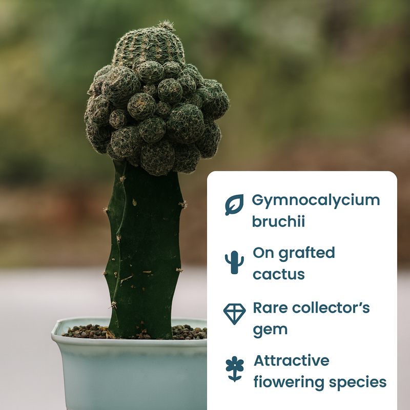 Gymnocalycium bruchii