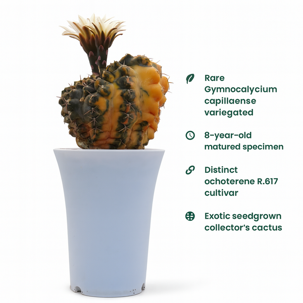 Gymnocalycium capillaense cv ochoterene R.617  verigated