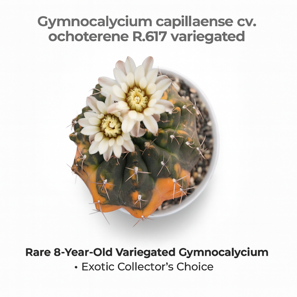 Gymnocalycium capillaense cv ochoterene R.617  verigated