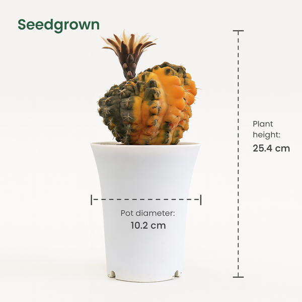 Gymnocalycium capillaense cv ochoterene R.617  verigated