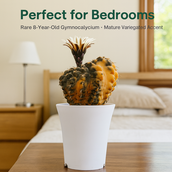 Gymnocalycium capillaense cv ochoterene R.617  verigated