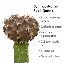Gymnocalycium cv.Black Queen- black moon cactus