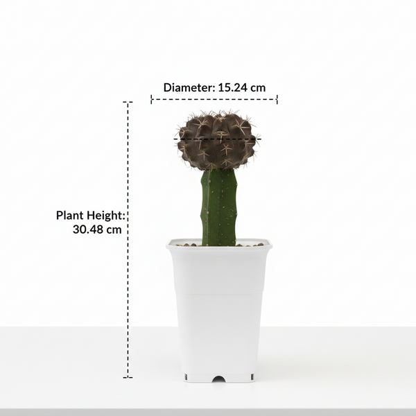 Gymnocalycium cv.Black Queen- black moon cactus