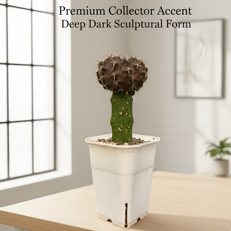 Gymnocalycium cv.Black Queen- black moon cactus