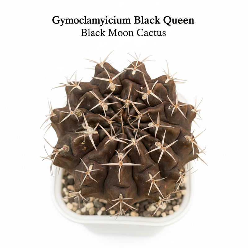 Gymnocalycium cv.Black Queen- black moon cactus
