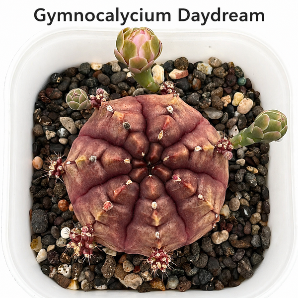Gymnocalycium cv daydream