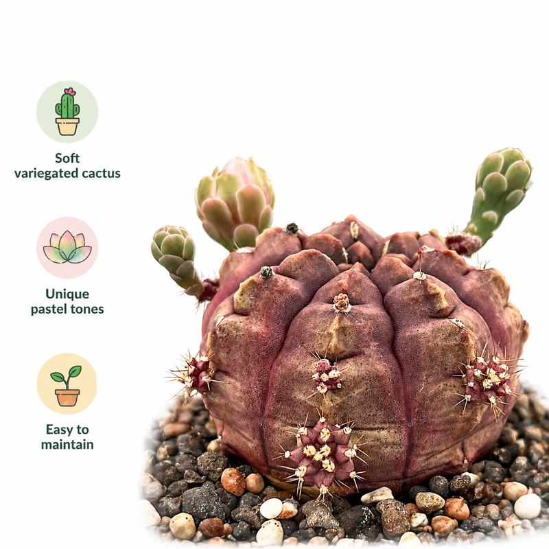 Gymnocalycium cv daydream