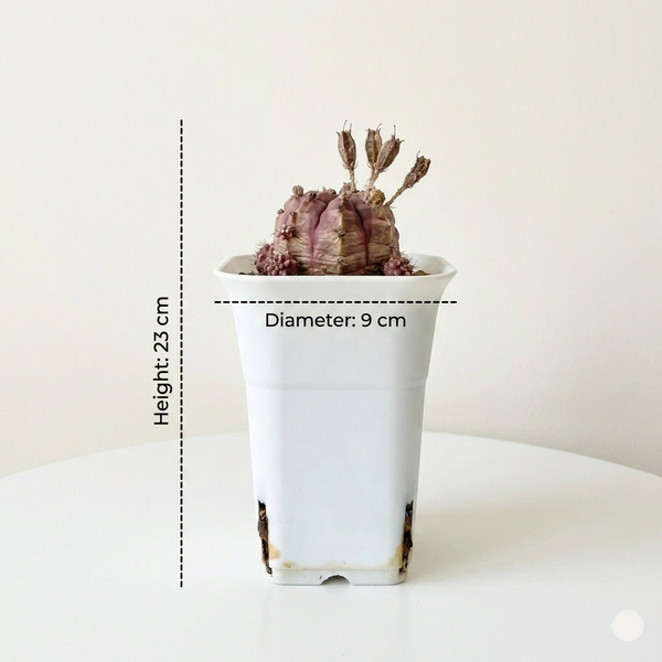 Gymnocalycium cv daydream