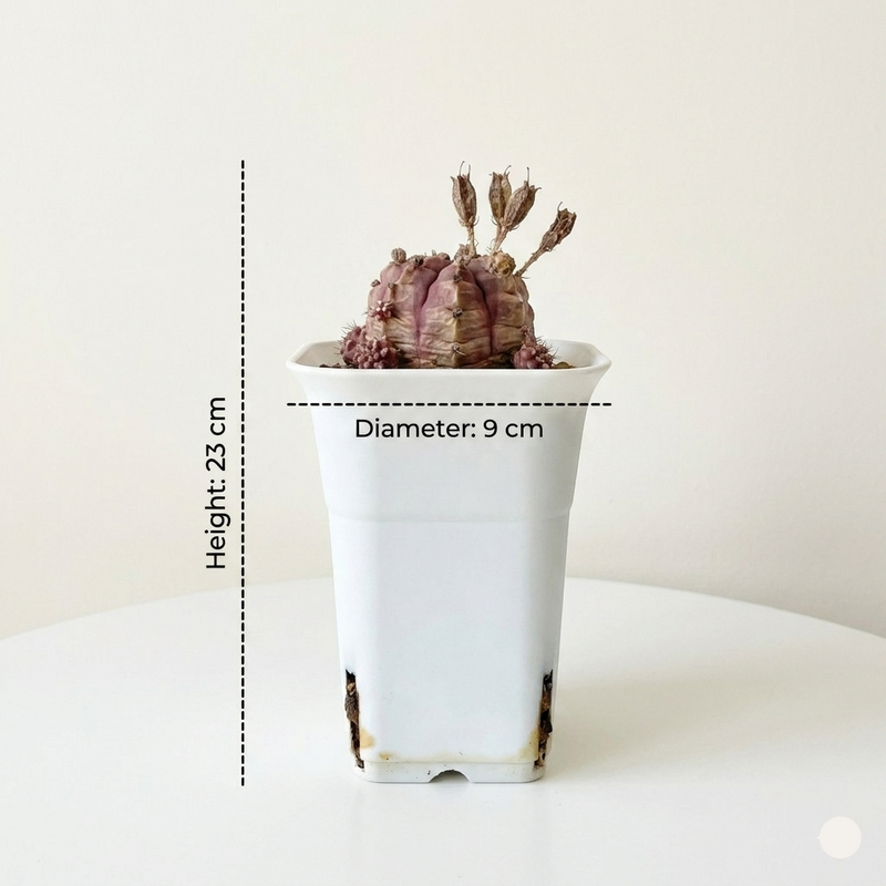 Gymnocalycium cv daydream