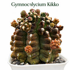 Gymnocalycium cv kikko