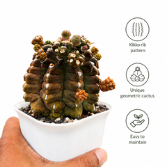 Gymnocalycium cv kikko