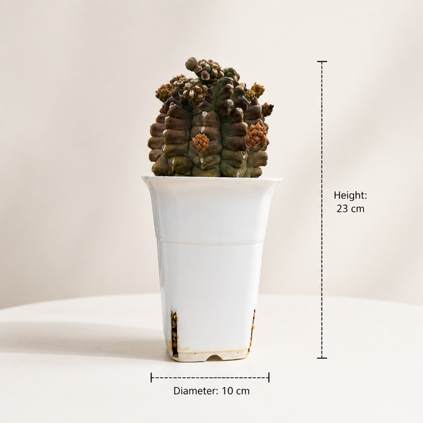 Gymnocalycium cv kikko