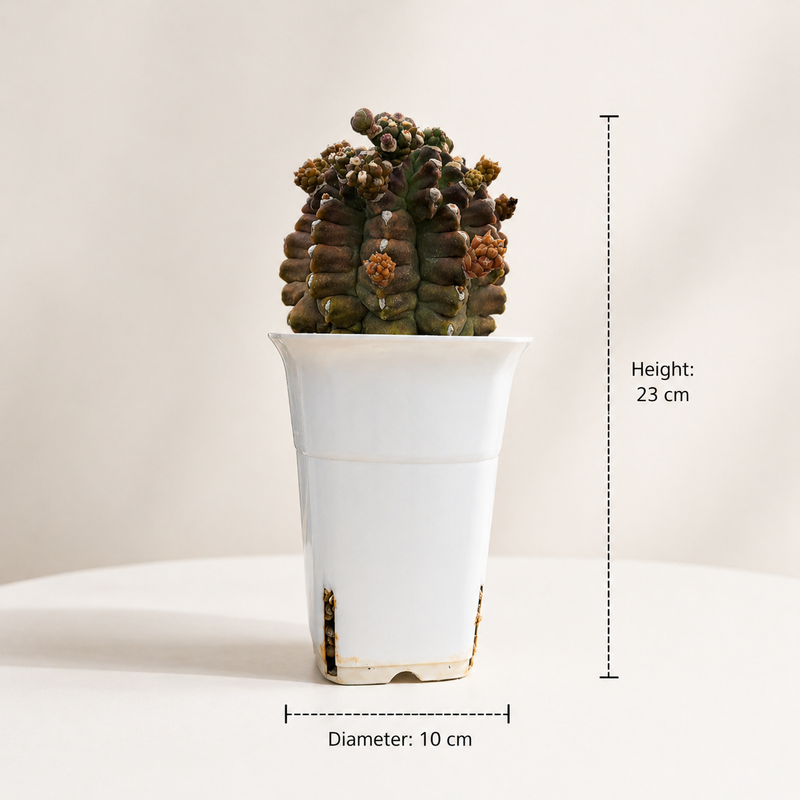 Gymnocalycium cv kikko