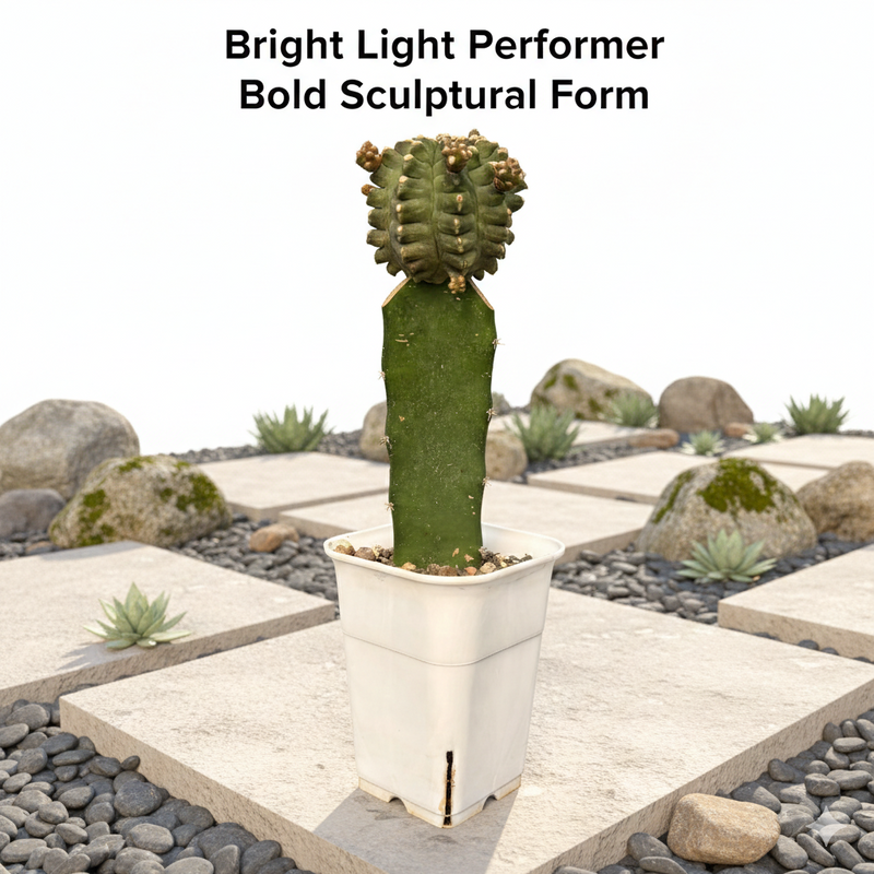 Gymnocalycium cv kikko