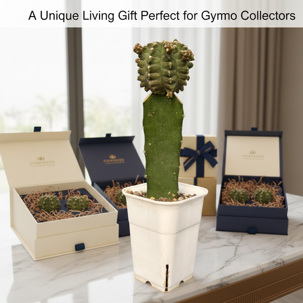 Gymnocalycium cv kikko