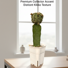 Gymnocalycium cv kikko