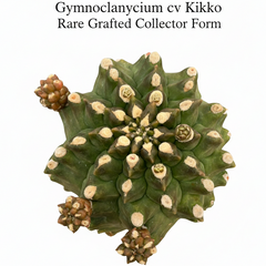 Gymnocalycium cv kikko