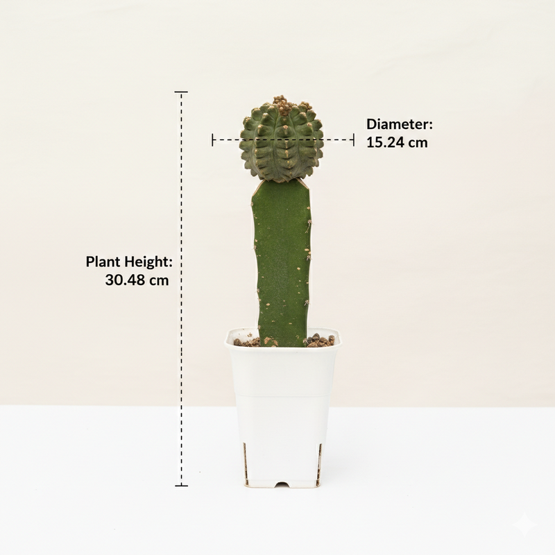 Gymnocalycium cv kikko