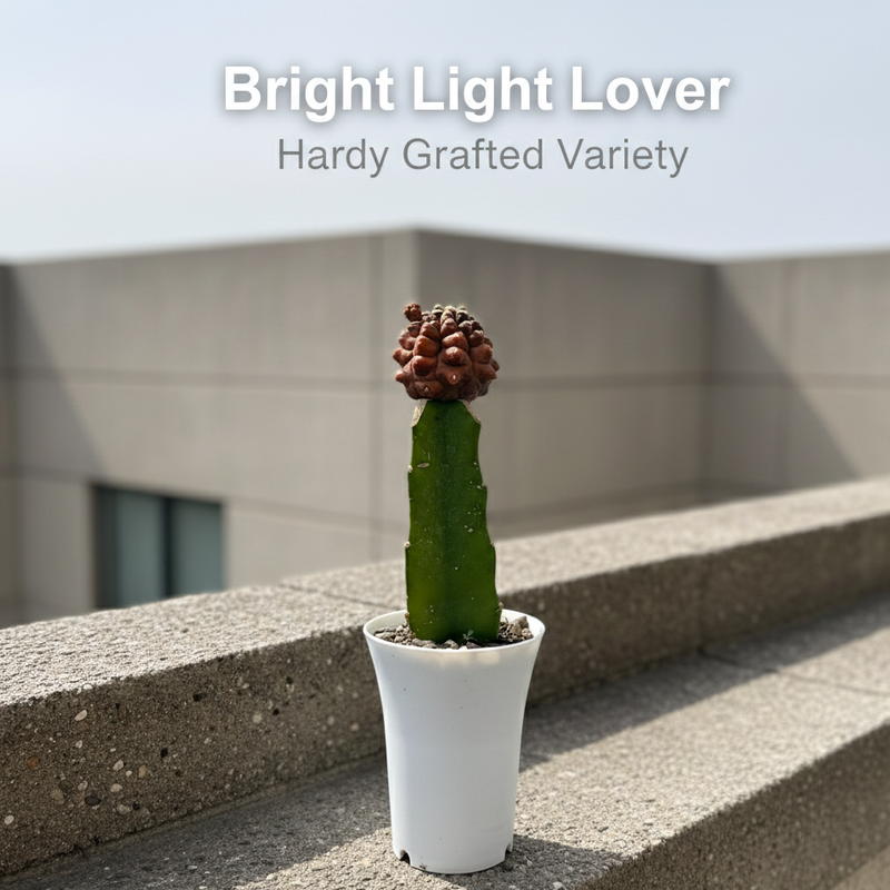 Gymnocalycium cv kikko var