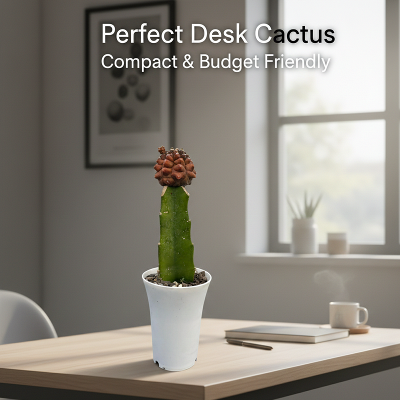 Gymnocalycium cv kikko var