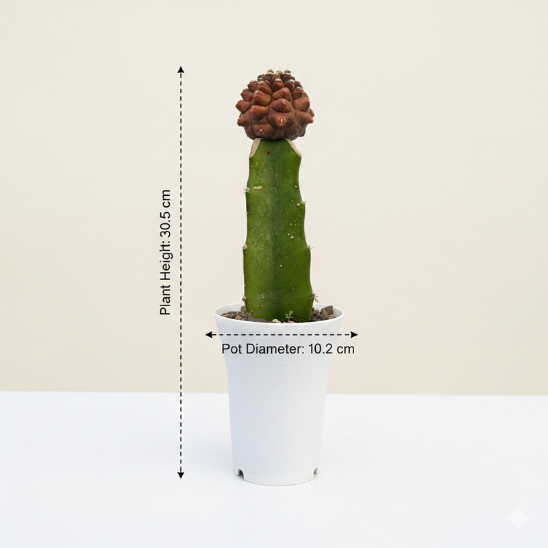 Gymnocalycium cv kikko var