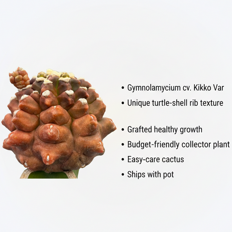 Gymnocalycium cv kikko var