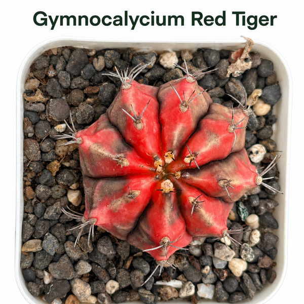 Gymnocalycium cv red tiger