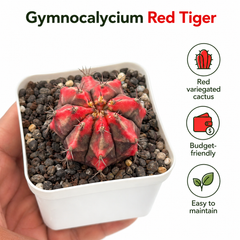 Gymnocalycium cv red tiger