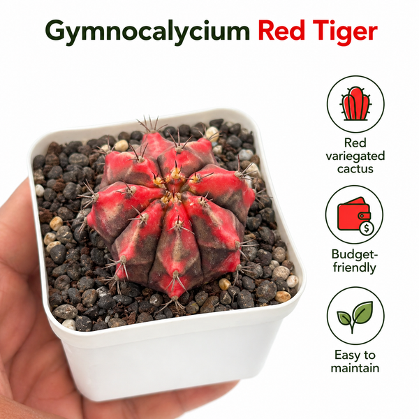 Gymnocalycium cv red tiger