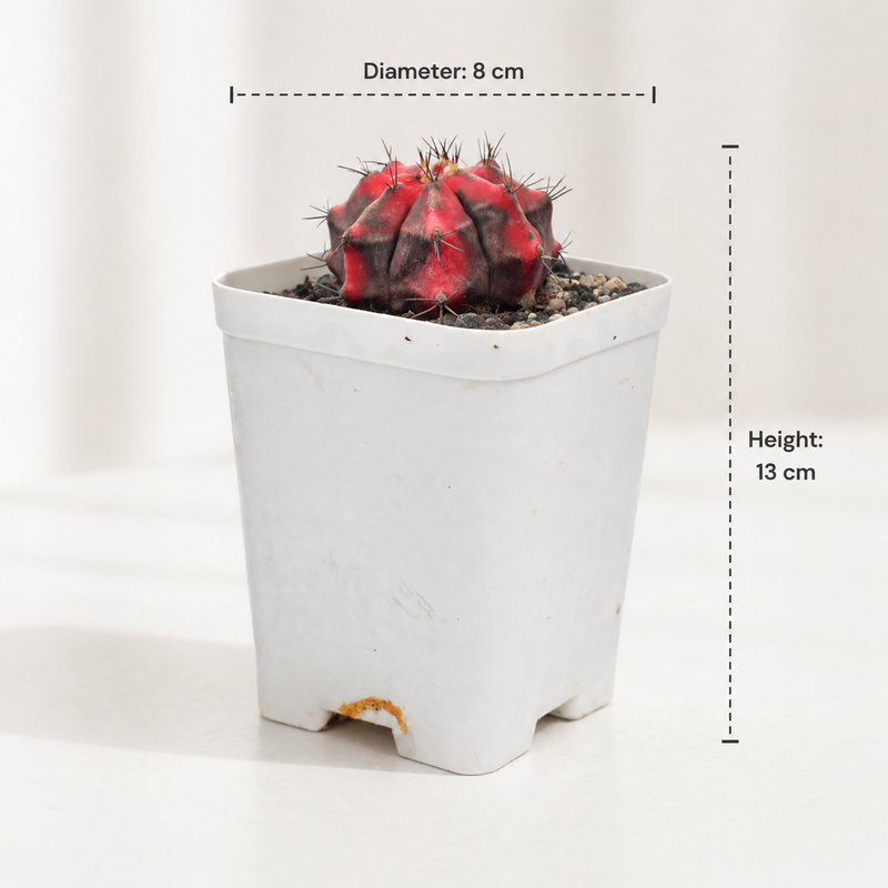 Gymnocalycium cv red tiger