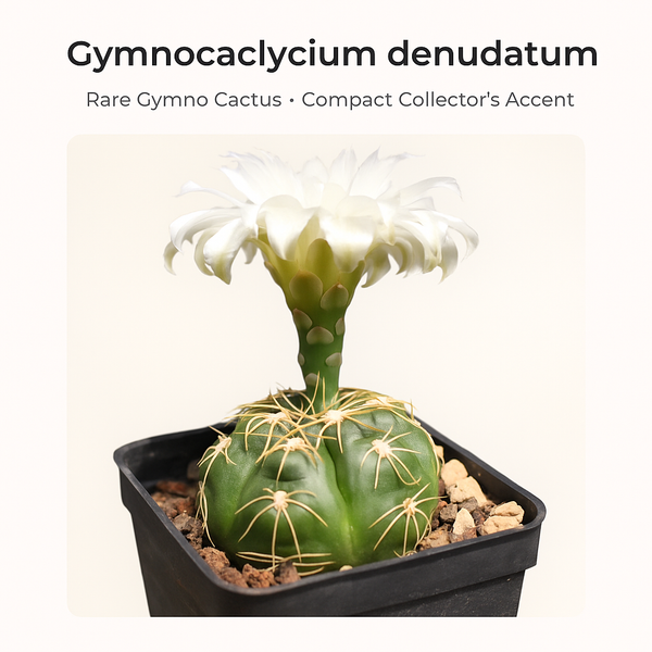 Gymnocalycium denudatum