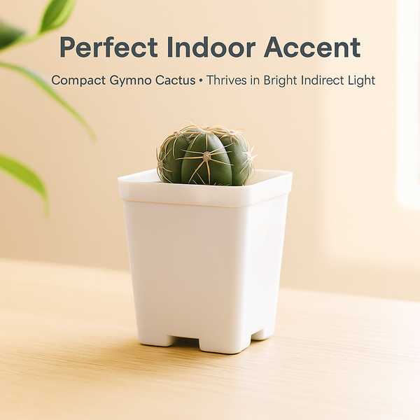 Gymnocalycium denudatum