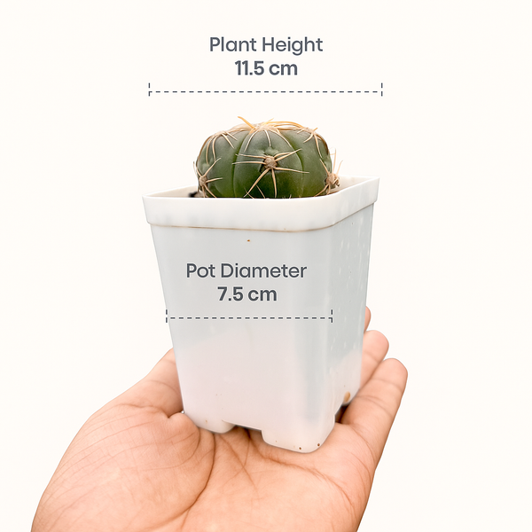 Gymnocalycium denudatum