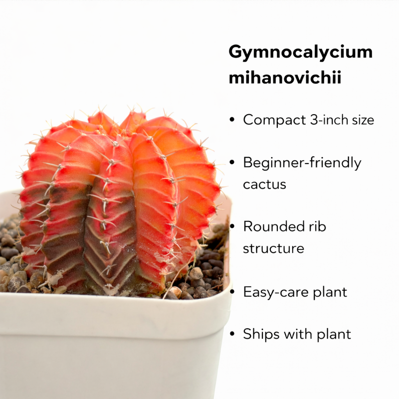 Gymnocalycium mihanovichii cactus