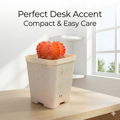 Gymnocalycium mihanovichii cactus