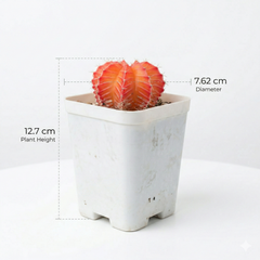 Gymnocalycium mihanovichii cactus