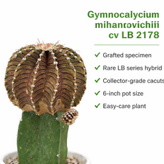 Gymnocalycium mihanovichii cv LB 2178